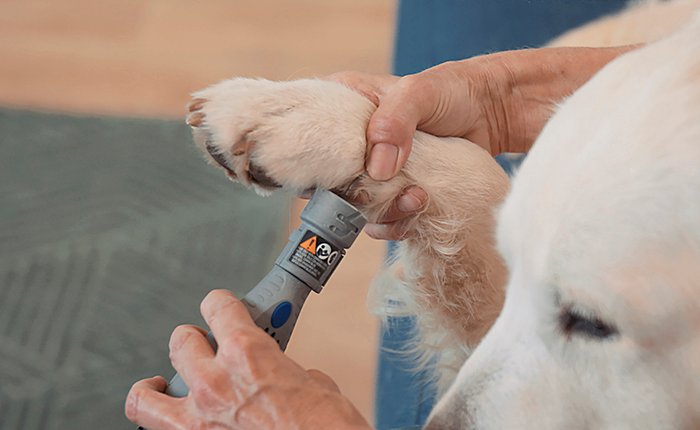 Hundekrallen selber kürzen