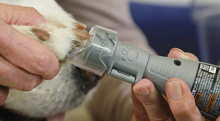 cut dog nails with dremel