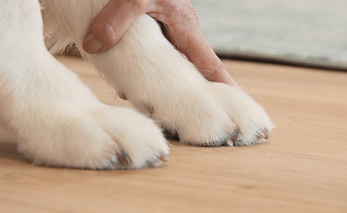  Ellenőrizd le a körmök hosszát - akkor végeztél tökéletes munkát, ha álló helyzetben nem érnek a talajhoz