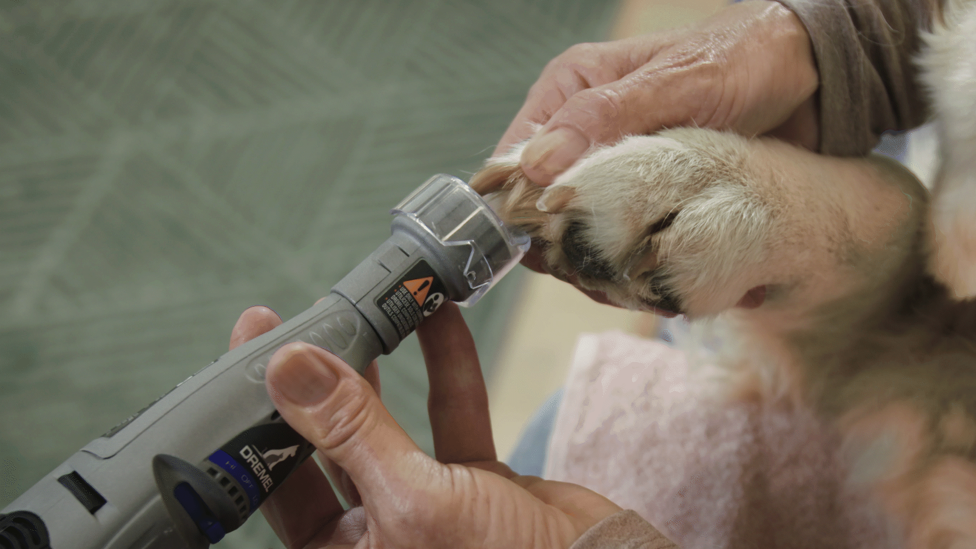 Használj kutyád körmeinek levágásához elektromos szerszámot mint a DREMEL® Körömreszelő kisállatoknak eszközt!